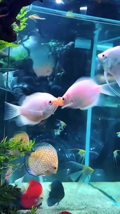 Fish Kiss