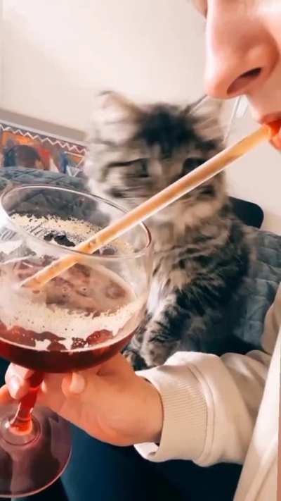 Cat doesn't understand straws
