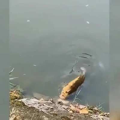 Scarp fish with human face.