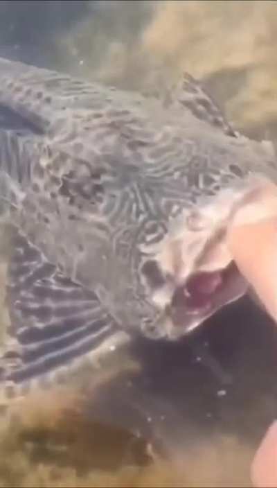 Oh Fish!