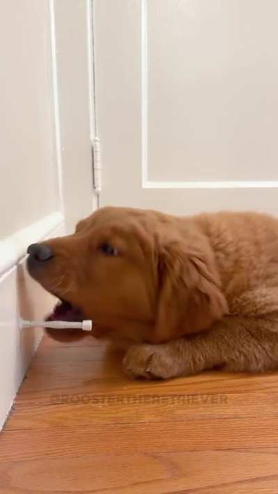 Puppy VS 
