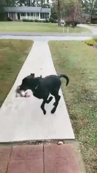 dog runs