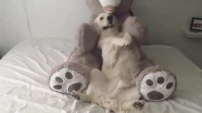 Teddy bear trust fall