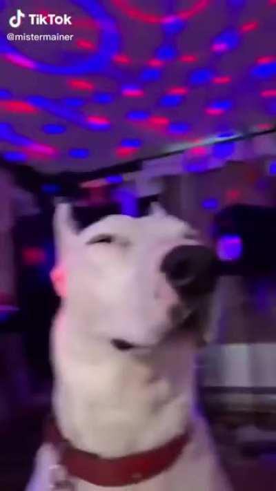 Prodoggo