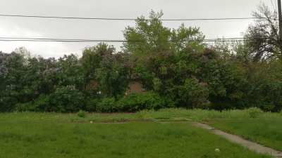 Rolling Thunder, Lilac Bushes, and Rain in Denver