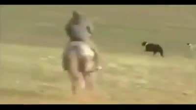 This narration of dogs hunting a rabbit 😆