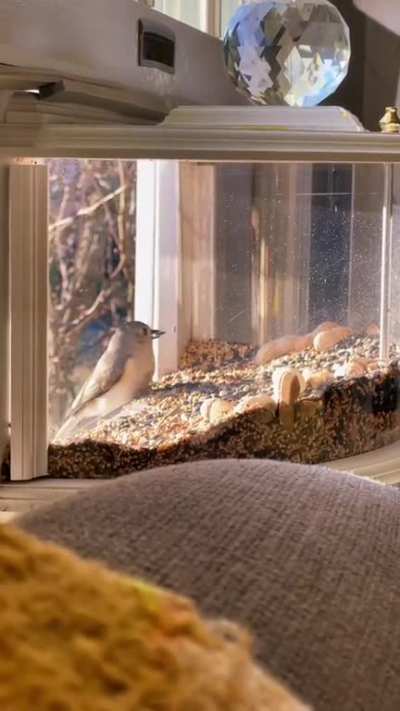 A unique bird feeder mounted in a window
