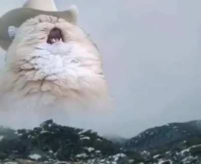 Solo.. Gatos con sombrero