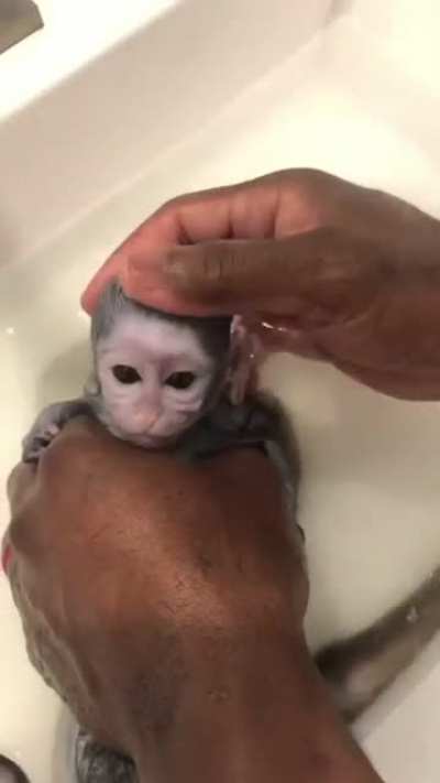 Little cute monke