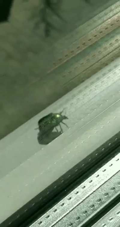 RIP lil bug