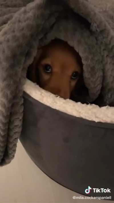 sneak