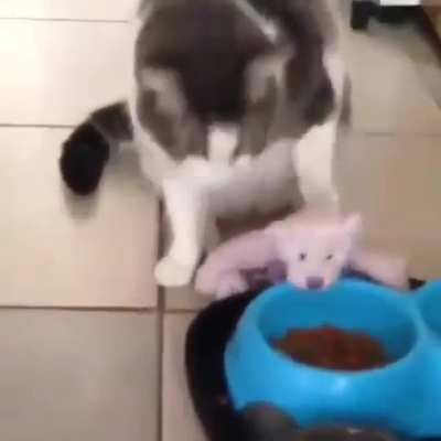 He feeds his little toy bear