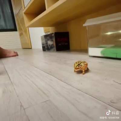 Cranky frog