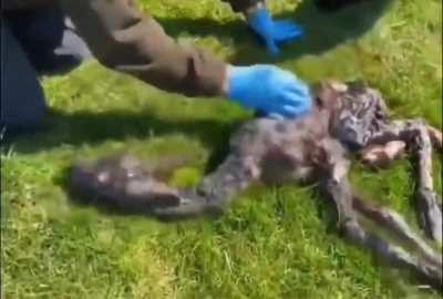 A newborn alpaca