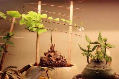 One of my disocorea elephantipes vining out. Timelapsed recorded from May 23rd to July 2nd.