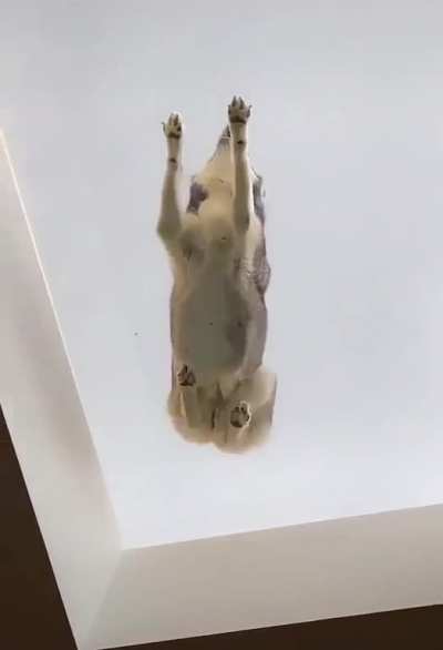 Goodest boi