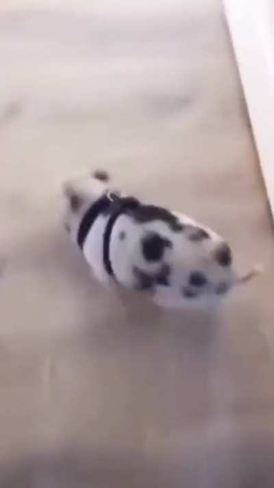 hog ridAAAAAAAAAAA