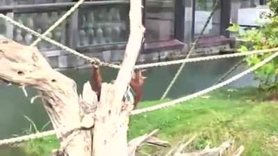 Otters trying to steal an orangutan’s blankets at Pairi Daiza, Brugelette, Belgium 🦦🦧