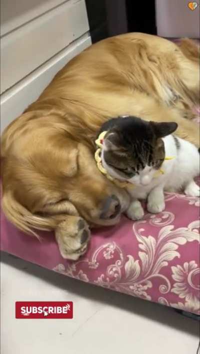 They sleep like this every night