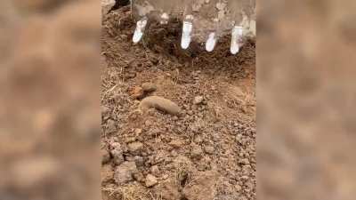 Something in the dirt…