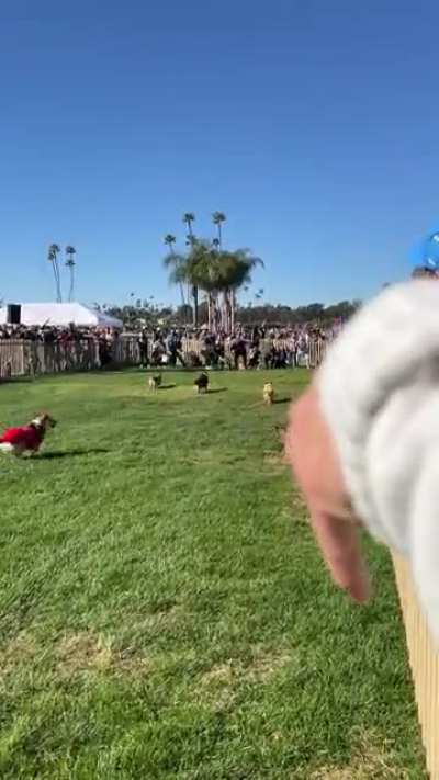 My dog (#6) first corgi race. She was doing well until she decided to make it a relay race.