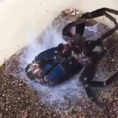 Tarantula shedding.