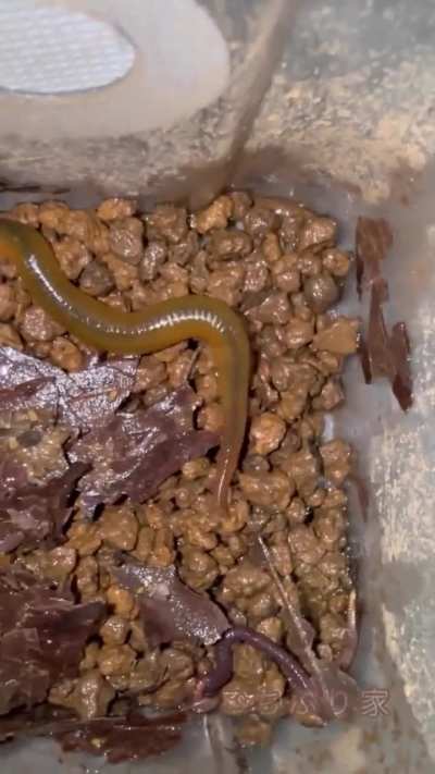 What is this thing???