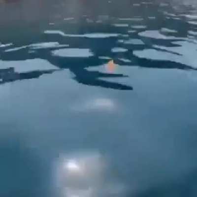 be free fishy