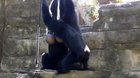 Siamang Gibbons. For the few people here