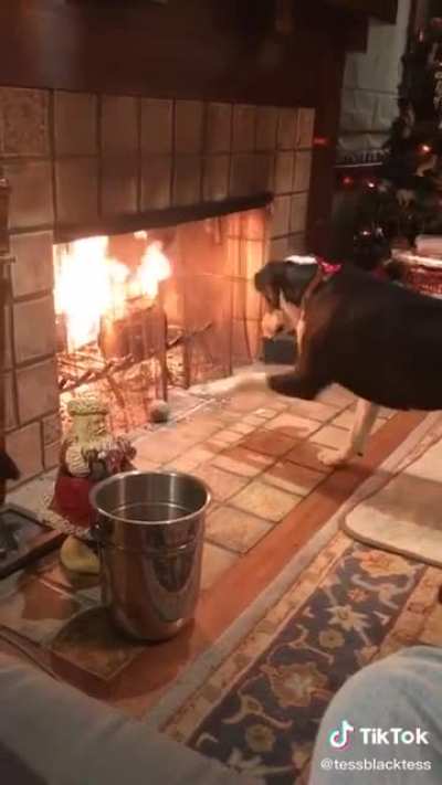 Good dog needs assistance
