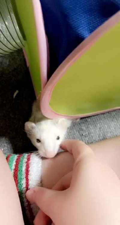 Scratchies ? CHOMP
