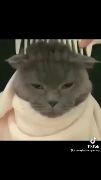 Cortesito