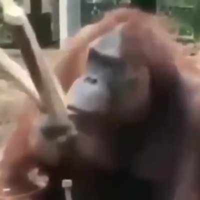 Komo?