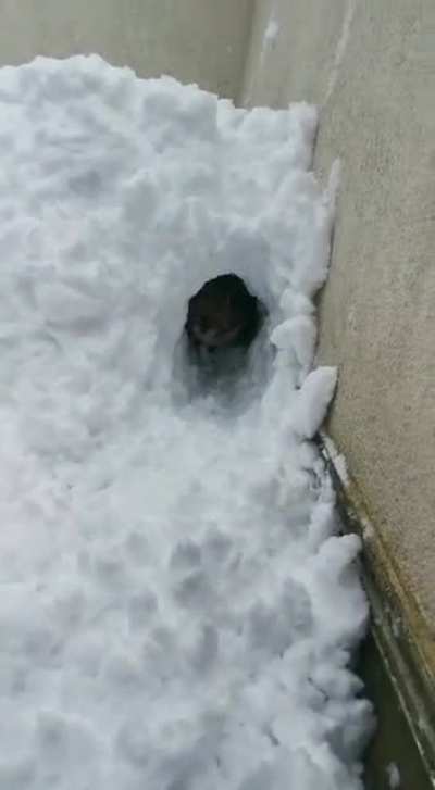 they built a tunnel!