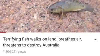 fish