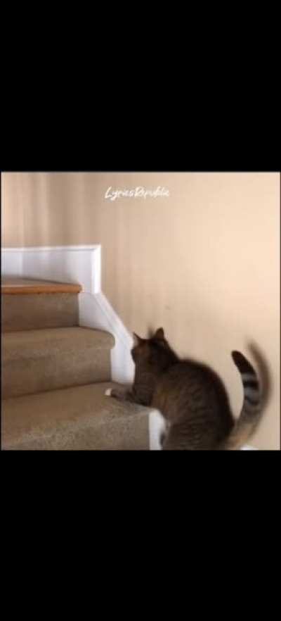 Kawawang pusa di tinulungan 🐱😹