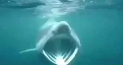 :sharkpog: