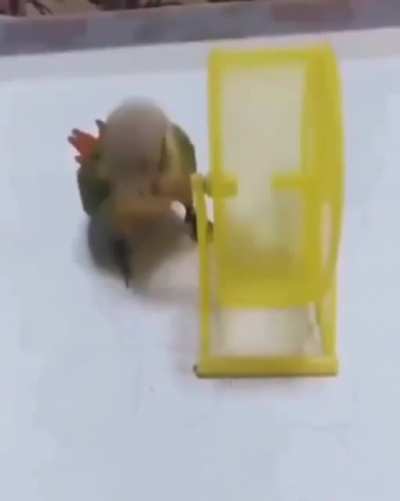 This parrot is a merciless personal trainer