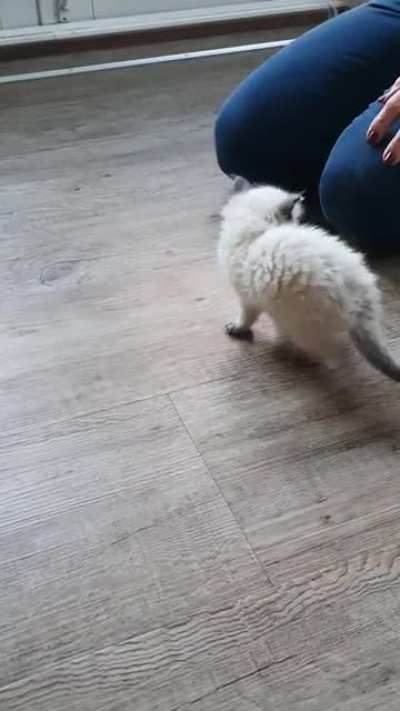 Wiggle Wiggle...
