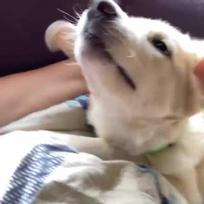 Honey, the tiny Luck Dragon we are fostering