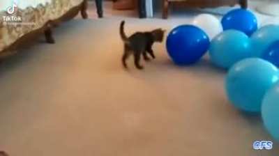 Kitty vs balloons: take your bets