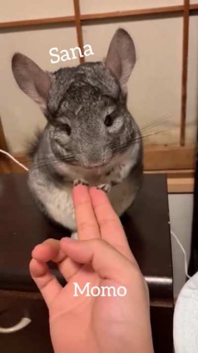 No one: Sana & Momo doing some nonsense in the background