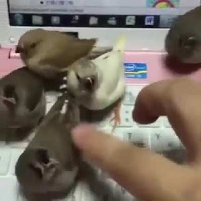 On the Internet, no one knows you're really 5 smol birbs.
