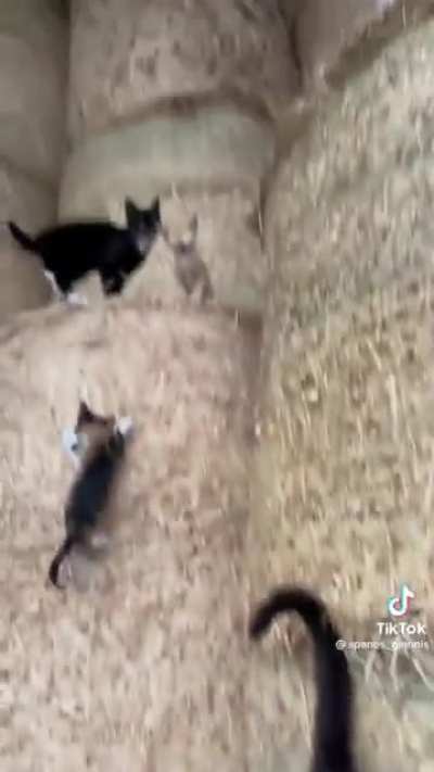 A buncha little guys