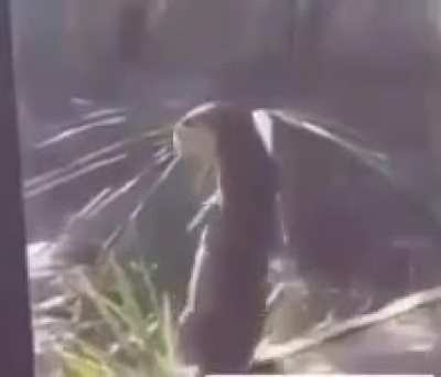 🐒