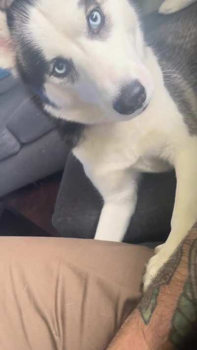 Not giving her attention for 13.2 seconds sent her into a blind rage. 