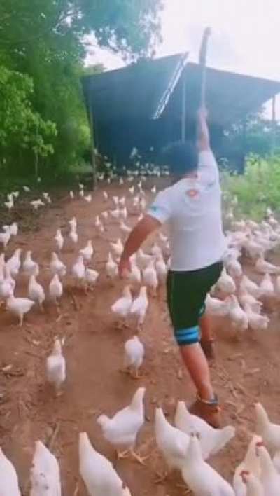 Atack on Chickens