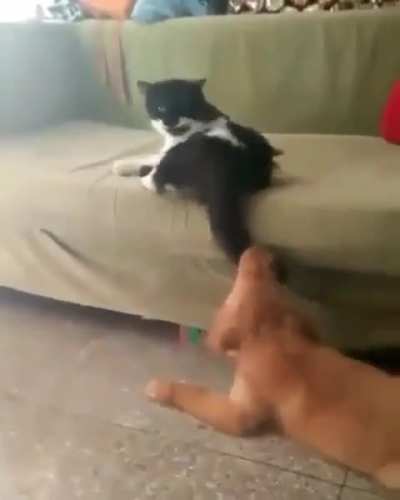 Tom’s tail