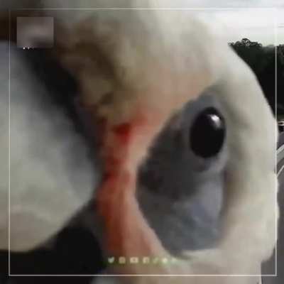 Parrot prevents a camera from recording violations on a street in Australia.