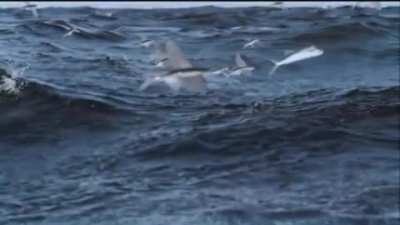While flying fish cannot technically fly, they are able to make powerful, self-propelled leaps out of the water. Their long wing-like pectoral fins will enable them to glide for considerable distances above the water's surface. Flying fish generally do th